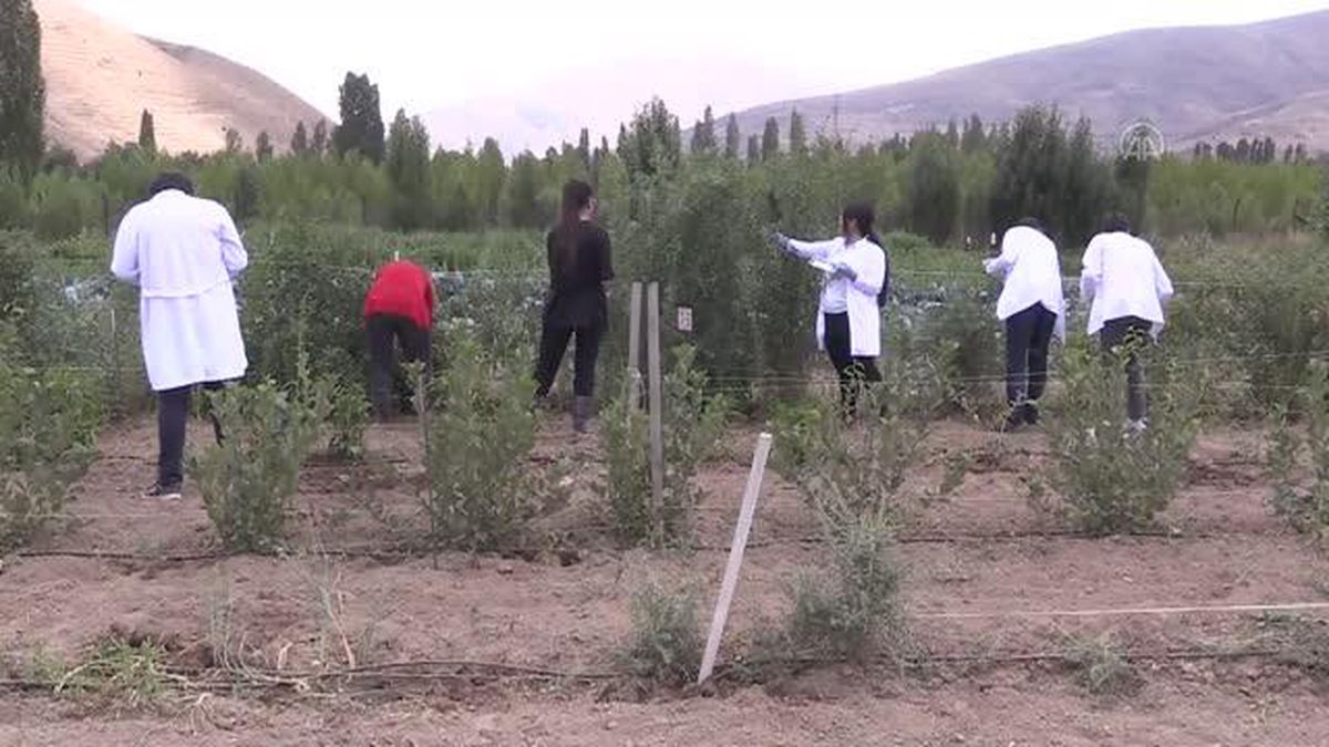 Tarımsal üretim çeşitliliğini artırmak için çalışma yapılıyor