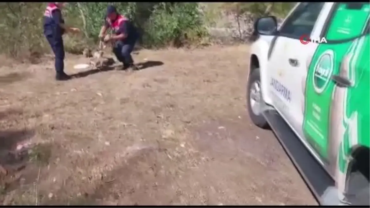 Son dakika haberleri | Tokat'ta koli içerisinde yol kenarına bırakılan 10 yavru köpeğe jandarma ekipleri sahip çıktı