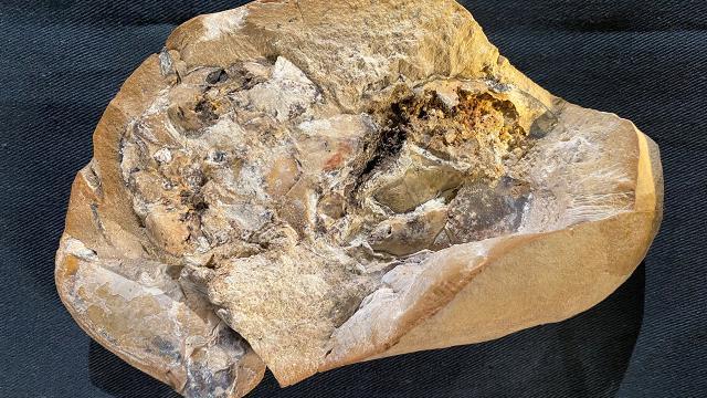 380 milyon yaşında! Dünyanın en eski kalbi bulundu 380 milyon yaşında! Dünyanın en eski kalbi bulundu
