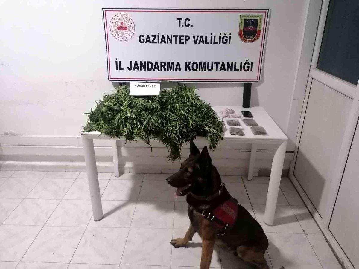 Son dakika haber: Jandarmadan uyuşturucu ve tarihi eser operasyonu
