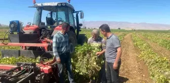 Niğde haberleri... Niğde'de kuru fasulye ve barbunyada 65 bin ton rekolte bekleniyor