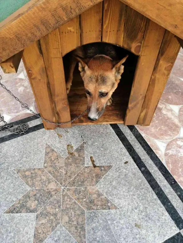 Alacak verecek meselesi yüzünden tartıştığı arkadaşına sinirlenip aynı ismi sahip köpeği öldürdü