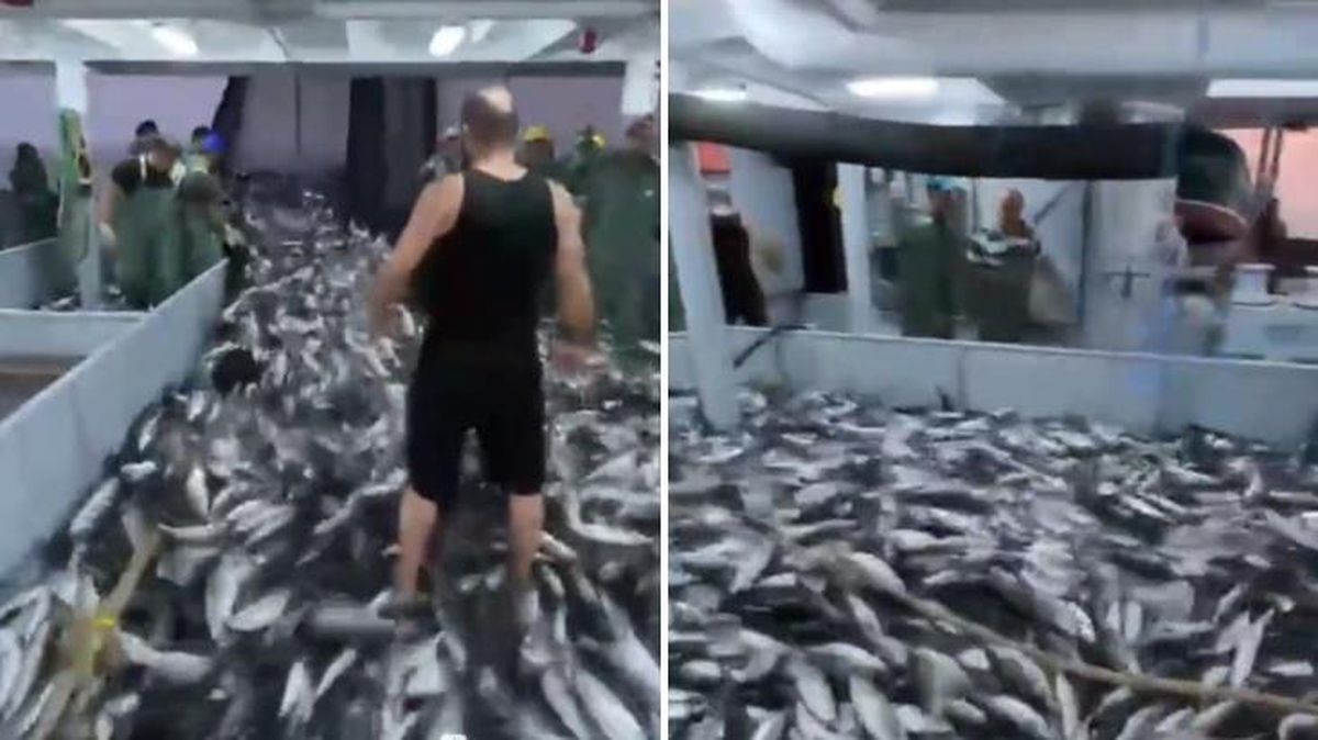 Balıkçılar da şaşkın! Bir gecede 50 ton palamut yakalayıp karaya çıkardılar