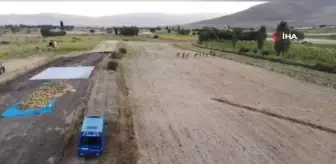 Ayçiçek ve mısır tarlaları arasına ekili olan 1 milyon 650 bin kök kenevir bitkisi ele geçirildi