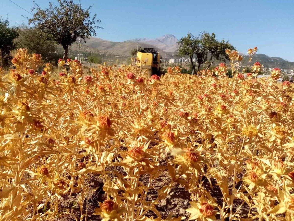 Kayseri haberi... Talas Belediyesi 1,5 ton aspir yağı elde etti
