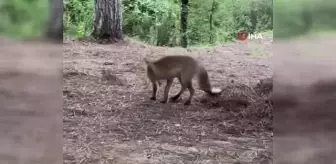 Pikniğe giden aileye tilki sürprizi