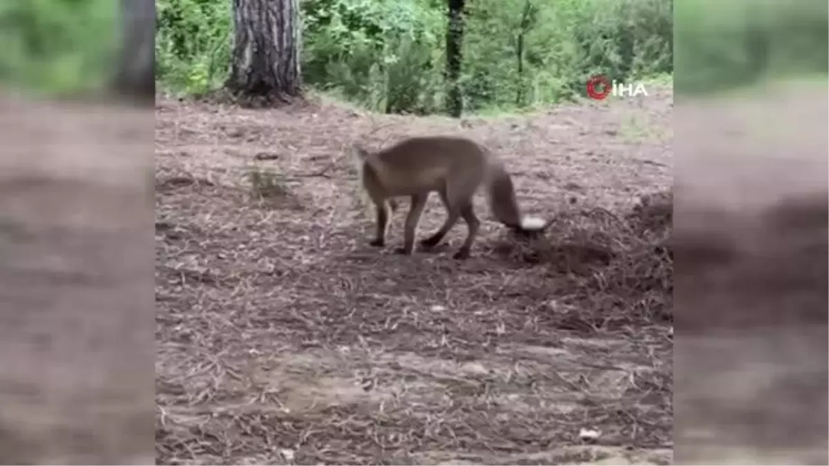 Pikniğe giden aileye tilki sürprizi