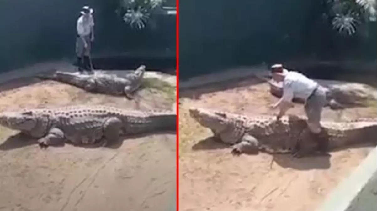 Timsah, üzerine at gibi binen bakıcısından intikamını kötü aldı! İzleyenler dillerini yuttu