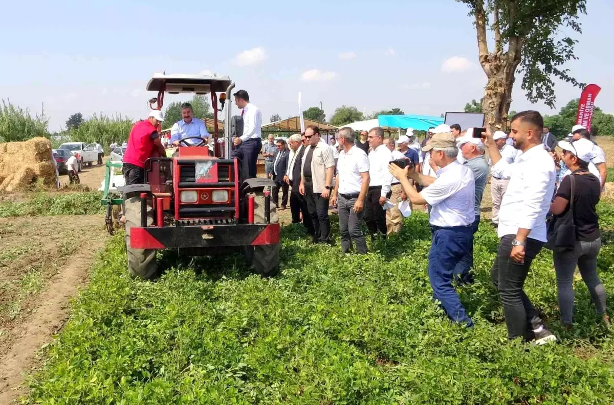 Yerli ve milli 'Ayşehanım' yer fıstığının hasadı başladı