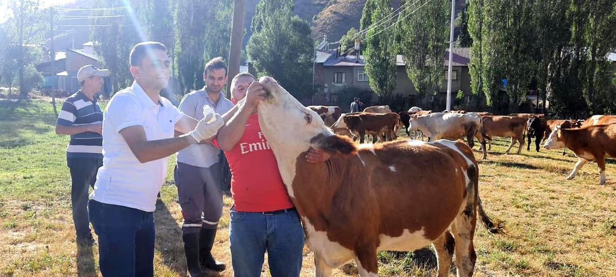 Yoncadan şişen 60 büyükbaş hayvan kurtarıldı