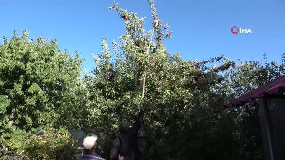 İçi dışı kırmızı elmada hasat dönemi başladı