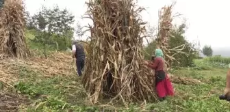 Karadeniz kadınının tarladan sofraya 'mısır unu' mesaisi