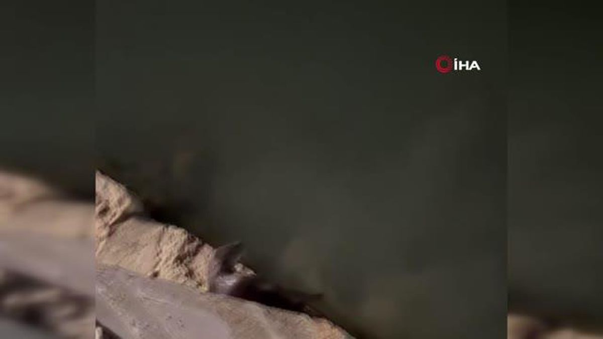 Nesli tükenmekte olan su samurları Silivri'de böyle görüntülendi