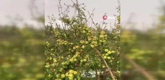 Niğde haberleri... Niğde'de dolu yağışı elmalara zarar verdi