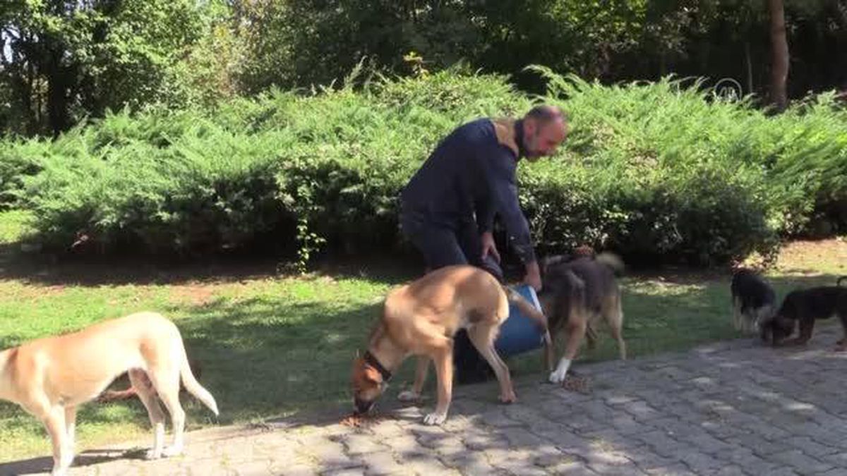 Otomobilin çarpmasıyla bir bacağını kaybeden yavru köpek sevgiyle hayata tutundu