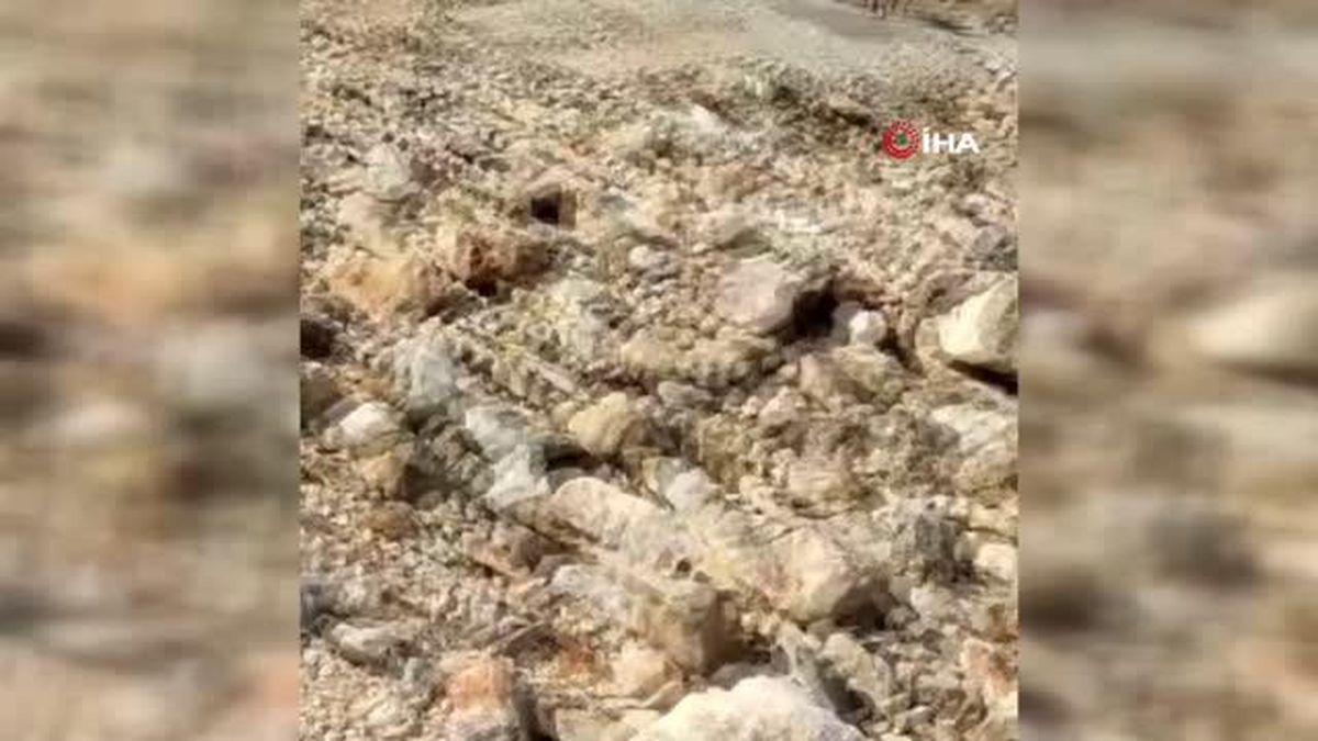 Şehre inen yaban keçileri böyle görüntülendi