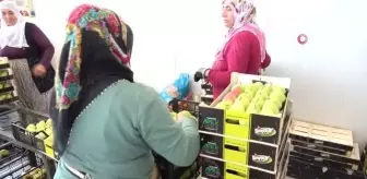Bursa ekonomi haberleri | Bursa'dan Rusya ve Avrupa'ya 9 ay boyunca meyve ihracatı