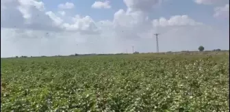 Şanlıurfa gündem haberleri... Çukurova ve Şanlıurfa'da Pamuk Hasadı Başladı, Ancak Fiyat Hala Açıklanmadı.