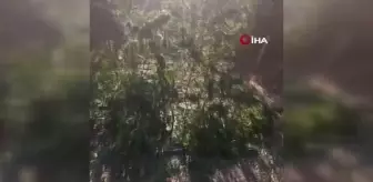 Muğla yerel: Milas'ta uyuşturucu operasyonunda yakalanan yaşlı çift: 'Yağını çıkarıp sağlık için kullanacaktık'