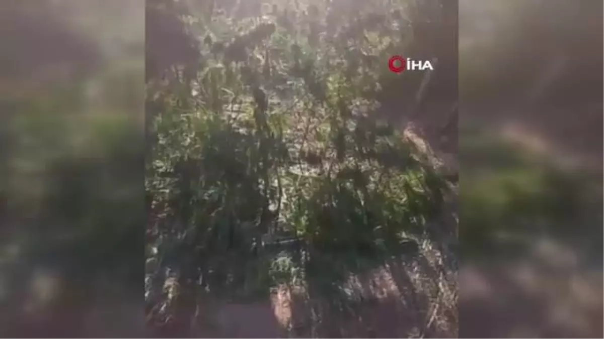 Muğla yerel: Milas'ta uyuşturucu operasyonunda yakalanan yaşlı çift: 'Yağını çıkarıp sağlık için kullanacaktık'