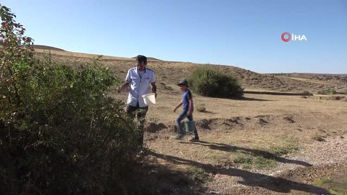 Şifa için dikenli çalıların arasından bin bir zorlukla Karamuk meyvesi topluyorlar