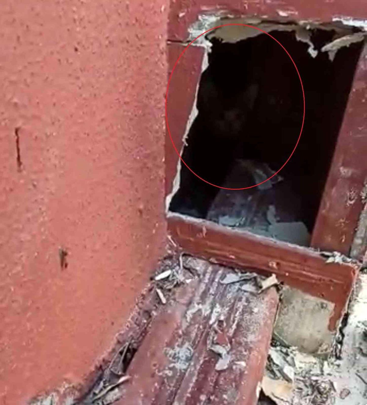 Sivas haber: Sivas'ta baca oluğunda mahsur kalan yavru kediler böyle kurtarıldı