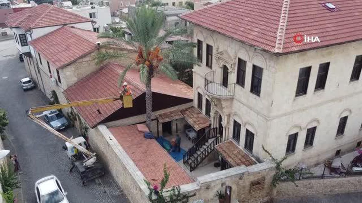 Tarihi 'Hurmalı Konak'ta hurma hasadı