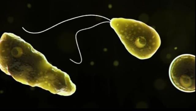 Türkiye'de hiç görülmedi ama tehlike çanları artık çalıyor! Adamın beynini yiyip, toprağa öyle yolluyor