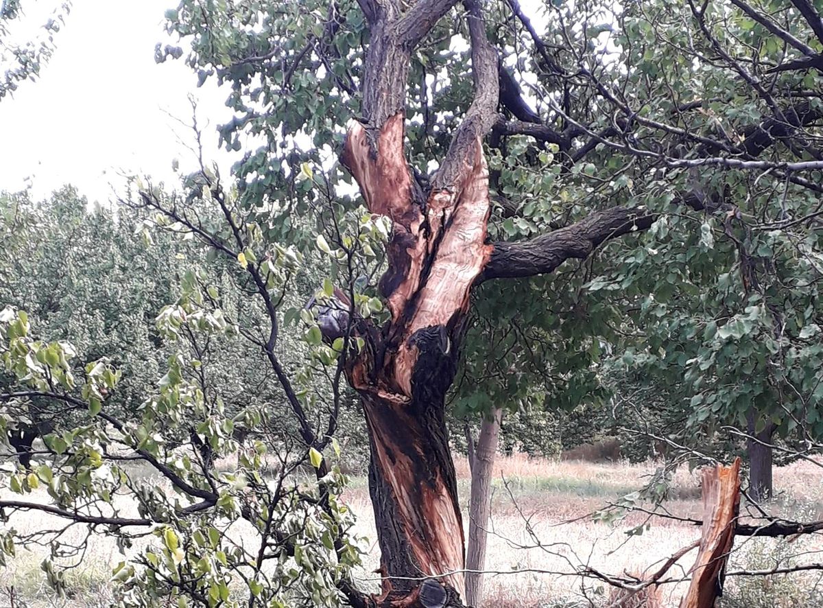 Yıldırımın düştüğü ağaç paramparça oldu