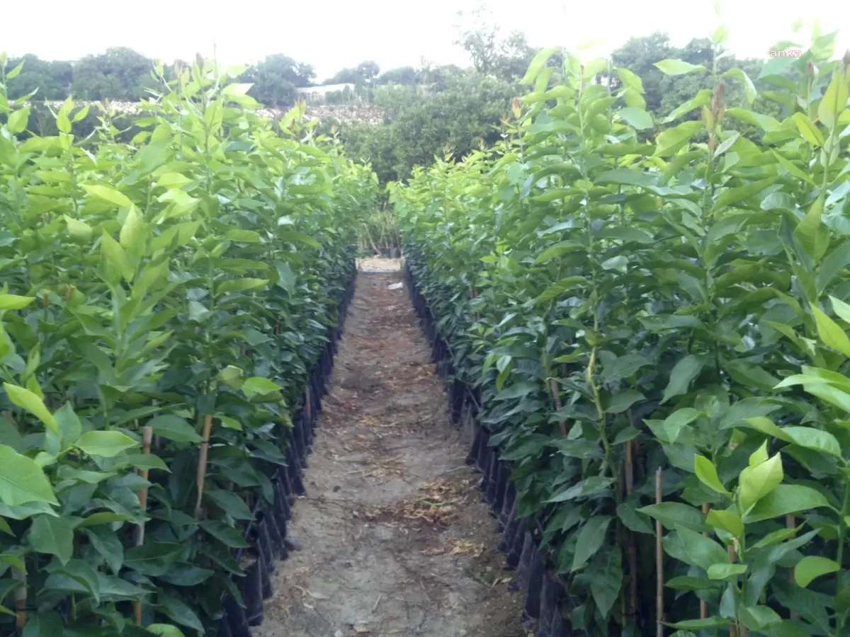 Fidan Üreticileri Alt Birliği Başkanı Nallı: 'Tescil Sorunu Nedeniyle Fidan İhracatımız Zarar Görüyor'