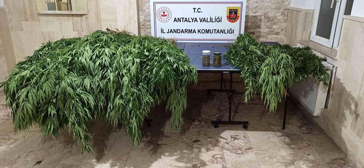 Antalya haber! Korkuteli'nde 30 kök kenevir, 28 kök skunk ele geçirildi