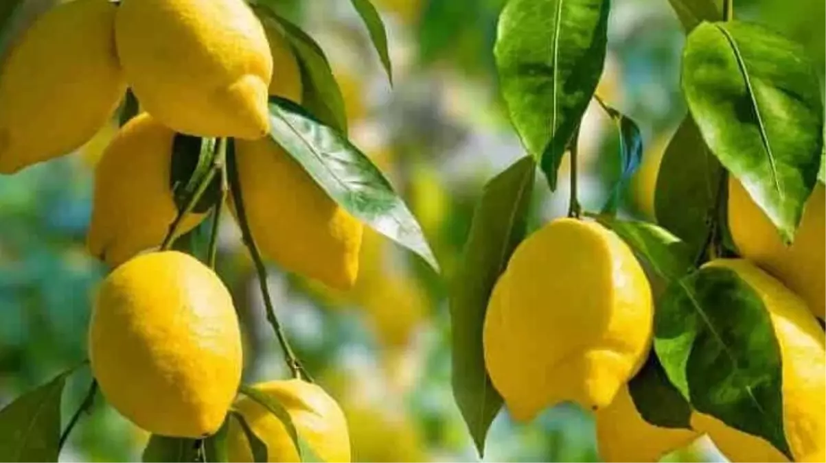 Limon meyve mi sebze mi? Limonun faydaları nelerdir?