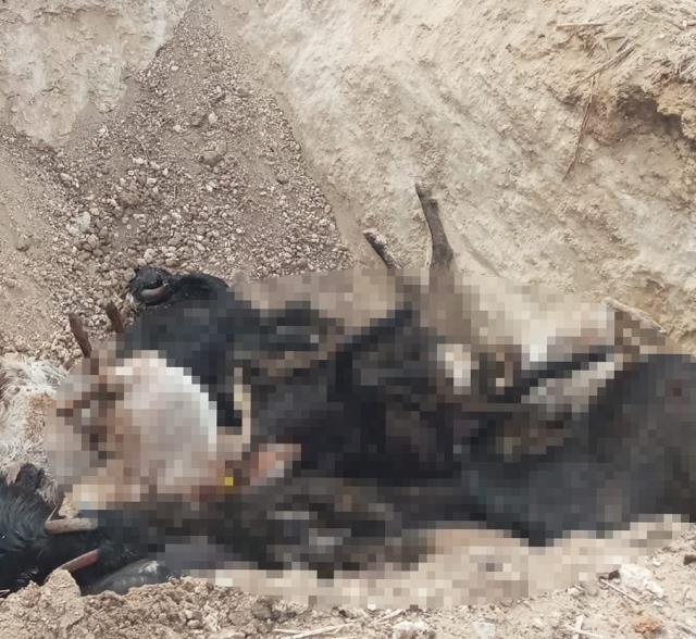 Ağıla yıldırım düştü, 38 küçükbaş hayvan telef oldu