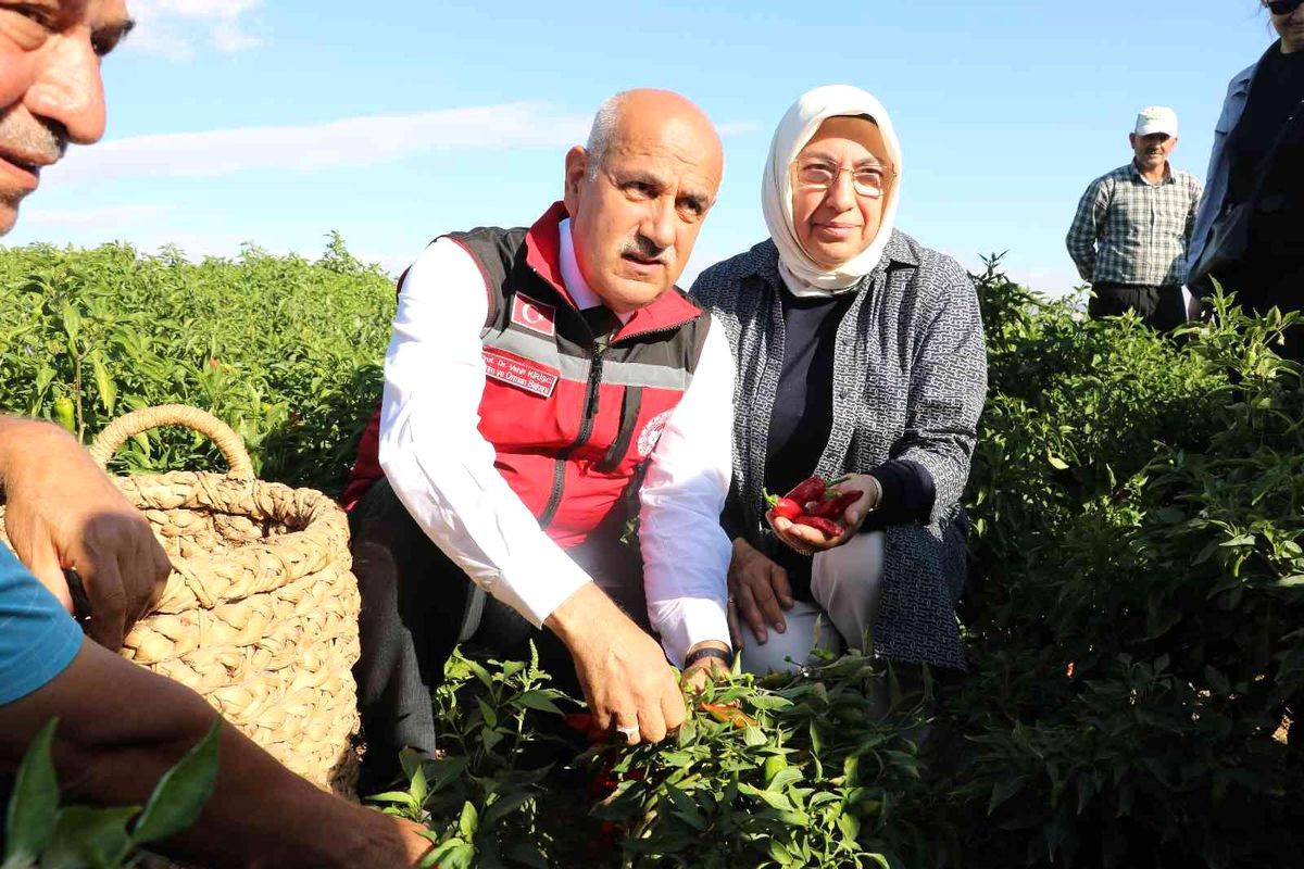 Bakan Kirişci, 'Maraş Biberi' hasadına katıldı