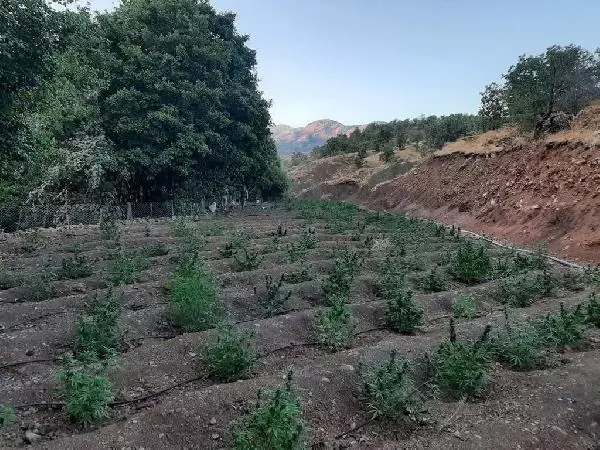 PKK'nın finans kaynağına darbe! Lice'de 630 kilo esrar ele geçirildi