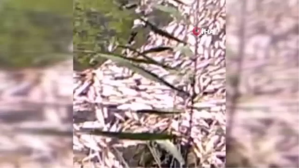 Son dakika haberleri... Bakırçay'da endişe veren toplu balık ölümü