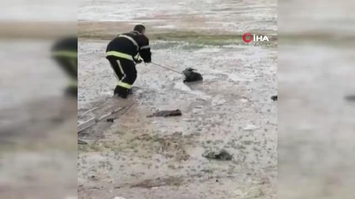 Son dakika haberleri | Bataklıkta keçi kurtarma operasyonu