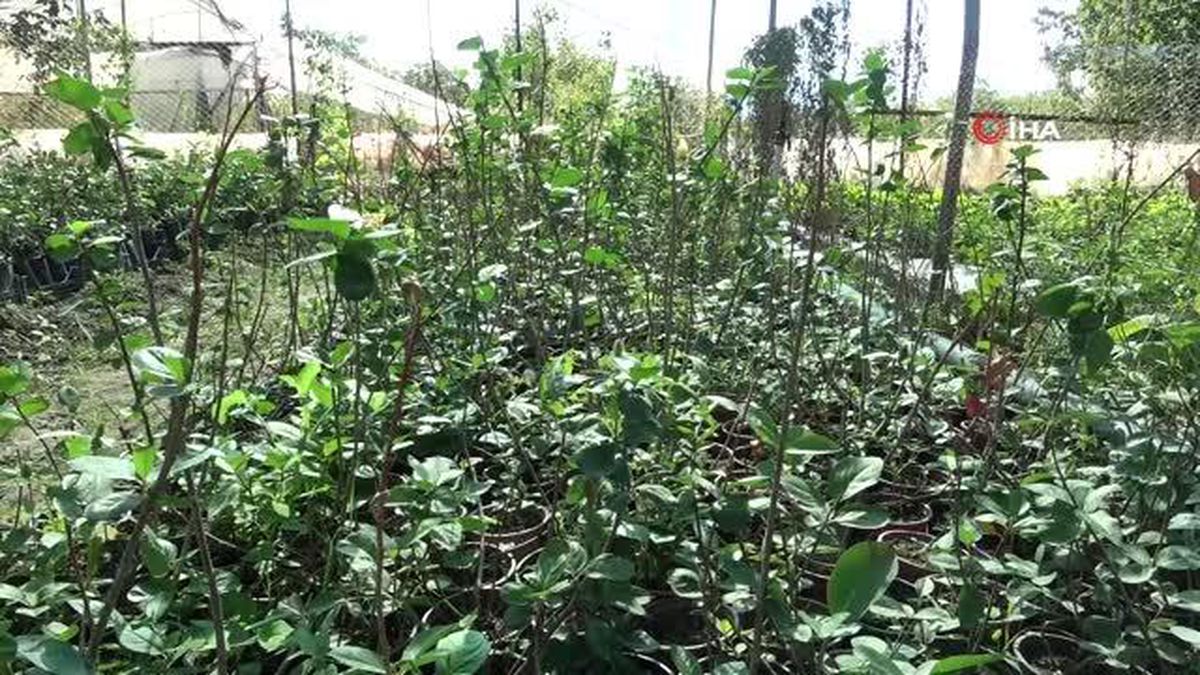 Organik solucan ve yarasa gübresiyle yetiştirilip kilogramı 150 liradan satılıyor