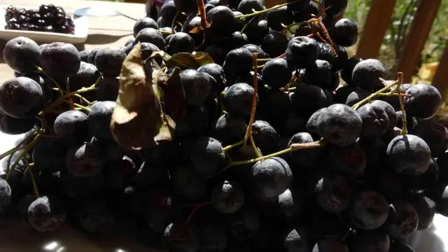 Organik solucan ve yarasa gübresiyle yetiştirilip, kilosu 150 liradan satılıyor