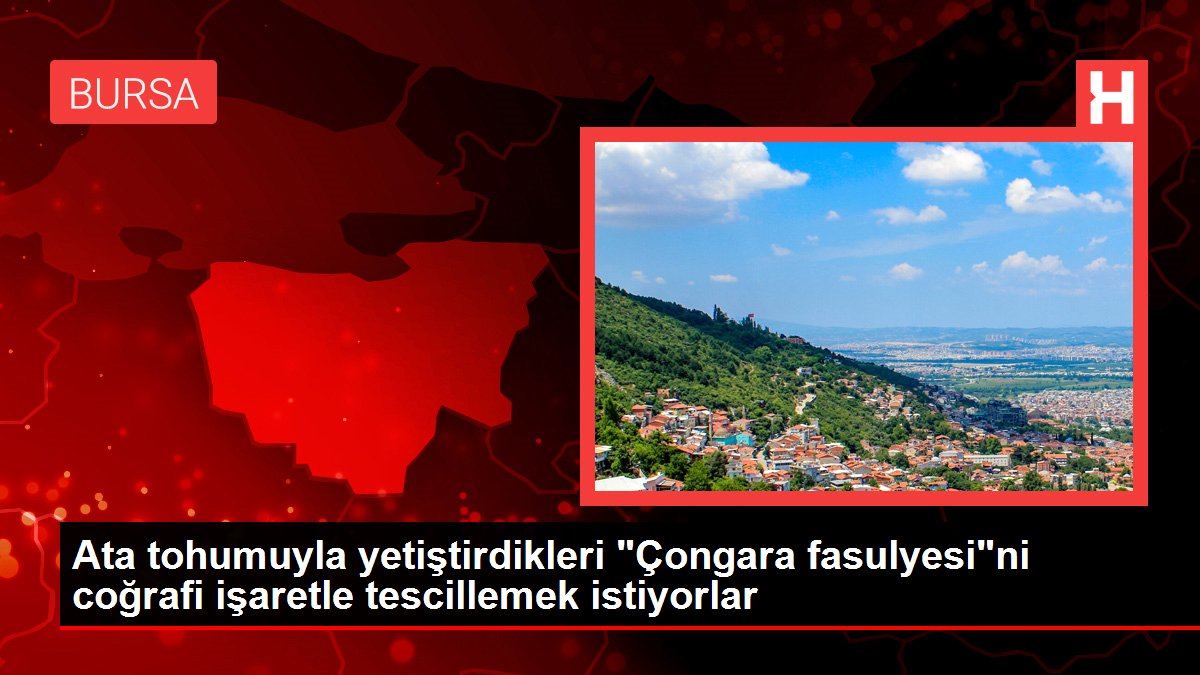 Ata tohumuyla yetiştirdikleri 'Çongara fasulyesi'ni coğrafi işaretle tescillemek istiyorlar