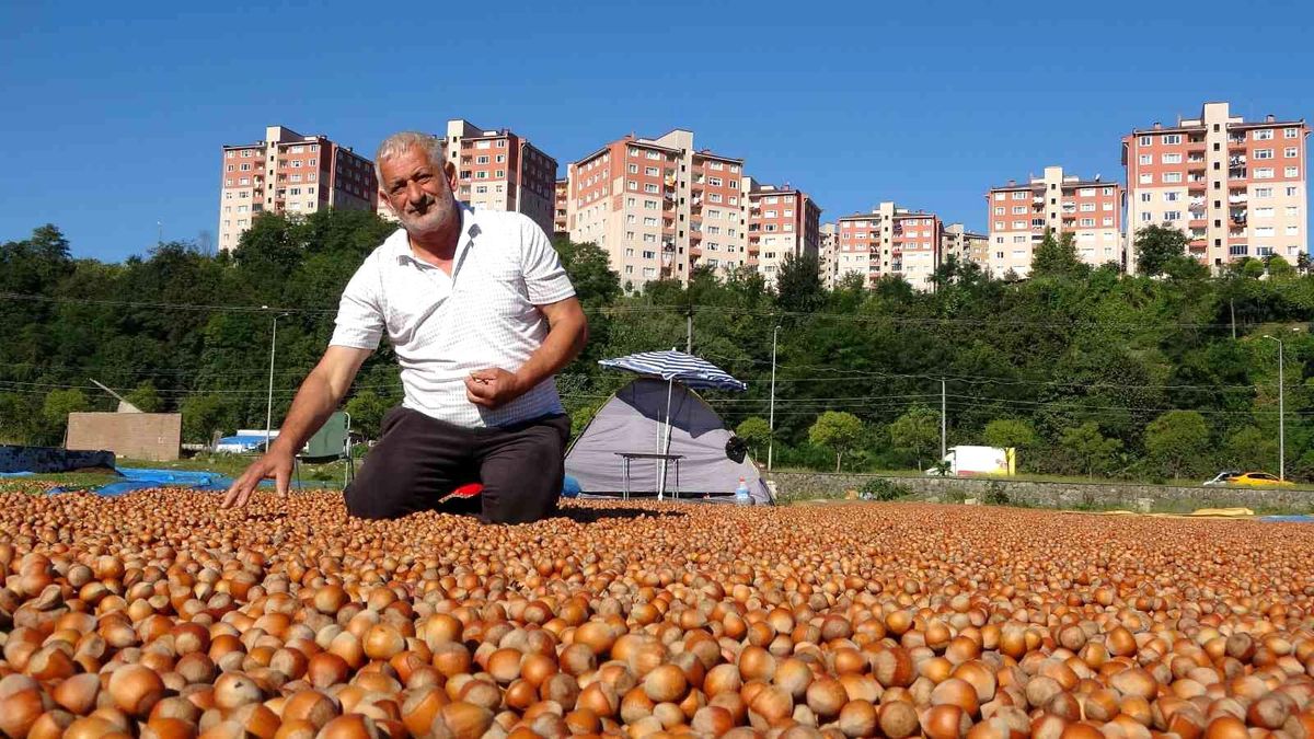 Ordu ekonomi: Ordu'da üreticilerin zorlu fındık kurutma mesaisi
