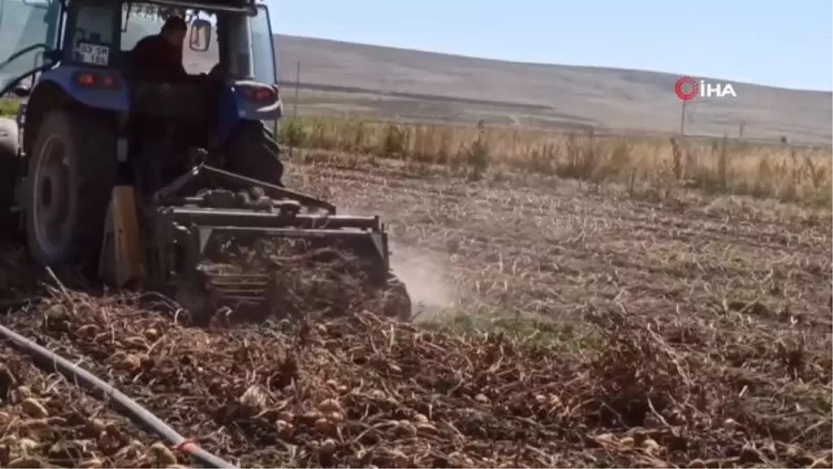 Afyon haber! Şuhut'ta kışlık patates hasadı başladı