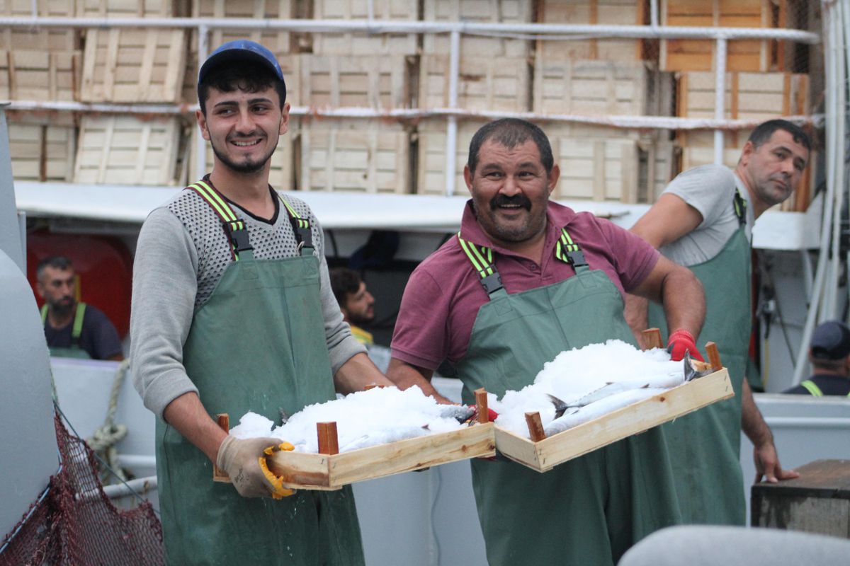 Batı Karadenizli balıkçılar limana bol palamutla döndü