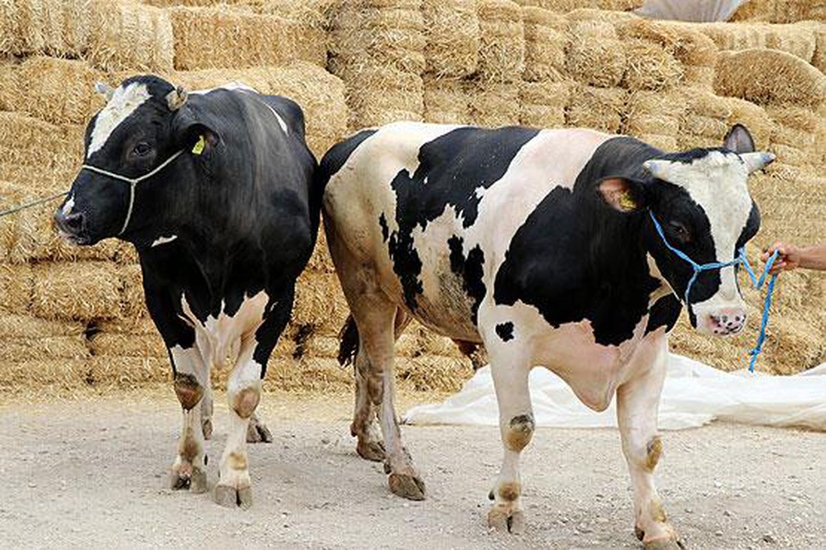 Rüyada dana görmek ne demek? Rüyada kurbanlık dana görmek nedir? Rüyada siyah dana görmek ne anlama gelir?