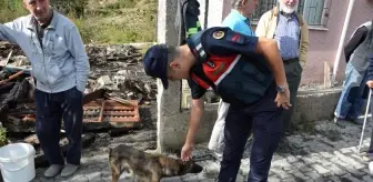 Yangında 5 yavrusunu kaybeden köpek yanan evin enkazından ayrılmıyor