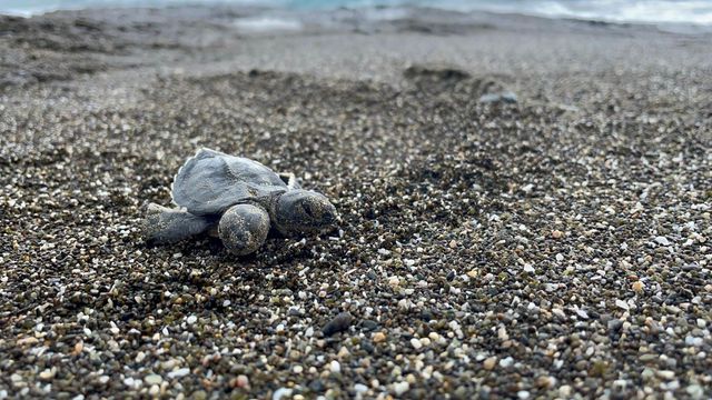 Hatay'da çift başlı deniz kaplumbağası görüldü Hatay'da çift başlı deniz kaplumbağası görüldü