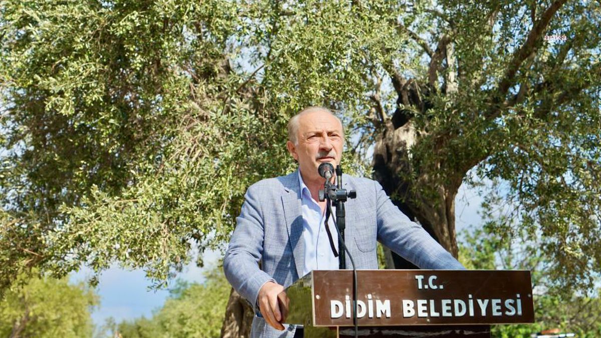 Aydın haberleri: Didim'de Ata Ağaçlarında Zeytin Hasadı