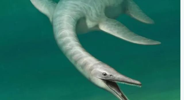 Dünya 'Yılan vücutlu timsah suratlı' canlıyı konuşuyor! İlk kez göreceksiniz