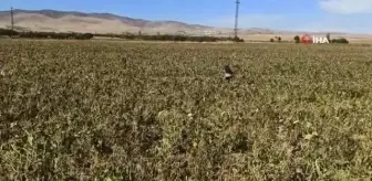 Tarım arazilerini don vurdu