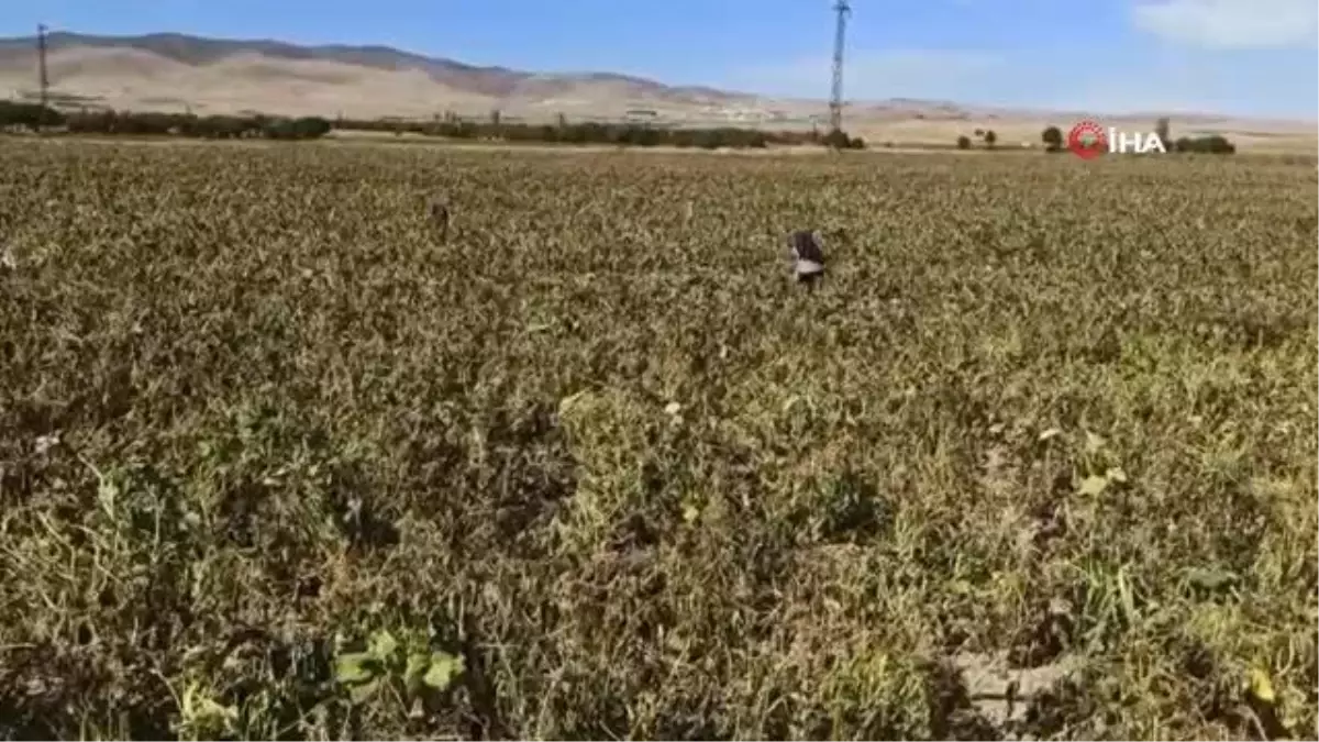 Tarım arazilerini don vurdu